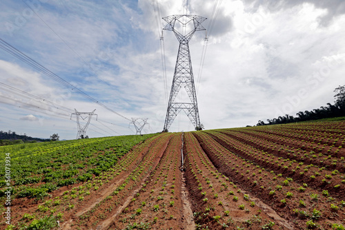 Fotografia Electricity transmission tower crossing plantation
