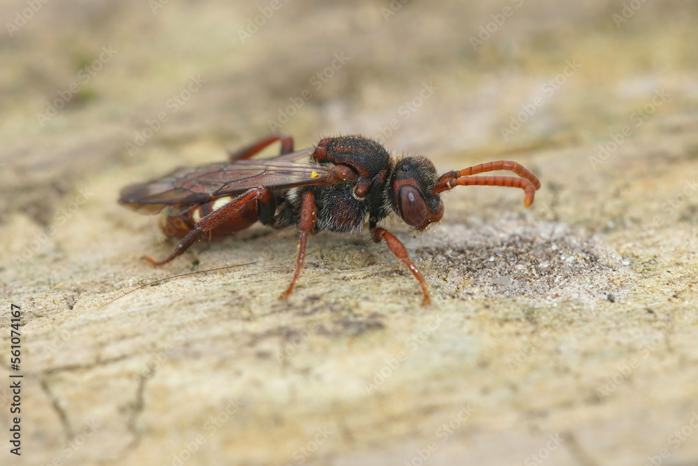 Macro shot of female bear-clawed Nomad bee, Nomada alboguttata on a weathered wooden surface Macro shot of female bear-clawed Nomad bee, Nomada alboguttata on a weathered wooden surface