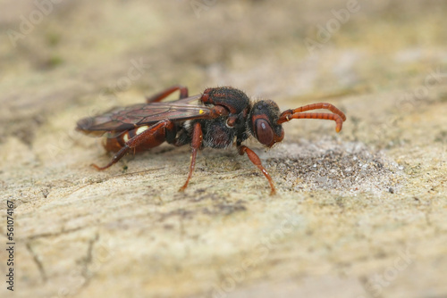 Macro shot of female bear-clawed Nomad bee  Nomada alboguttata on a weathered wooden surface