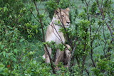 Mother lioness on guard beside her newborn lion cubs