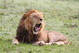 Portrait of a lion with dark mane resting o green grass