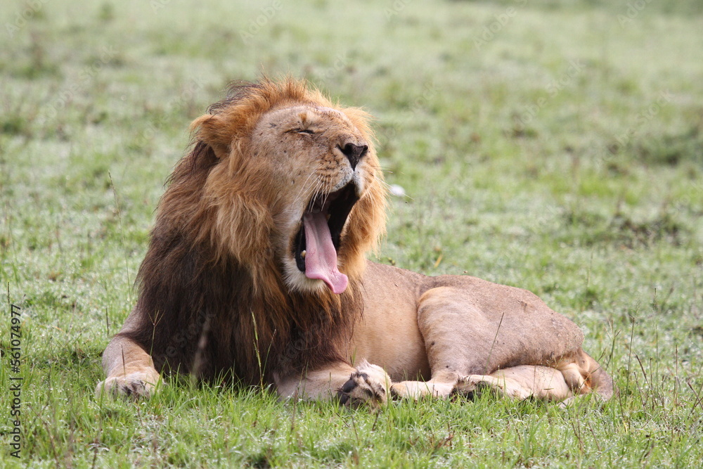 Naklejka premium Portrait of a lion with dark mane resting o green grass