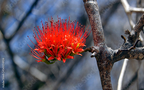 Combretum flower, Diego Suarez, Antsiranana, Madagascar
