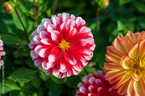 Red white flower of Dahlia pinnata plant with green blurred background.