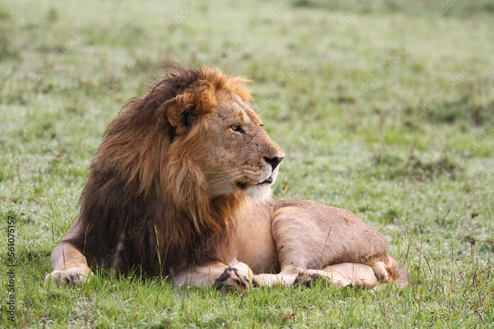 Portrait of a lion with dark mane resting o green grass