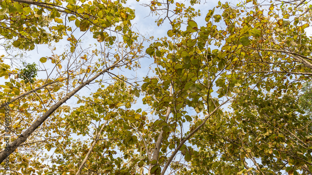 Teak forests to the environment . Teak leaf on tree low angle view . Forest Teak tree agricultural in plantation teak field plant with green leaf at countryside. Teak forests to the environment . Teak leaf on tree low angle view . Forest Teak tree agricultural in plantation teak field plant with green leaf at countryside.