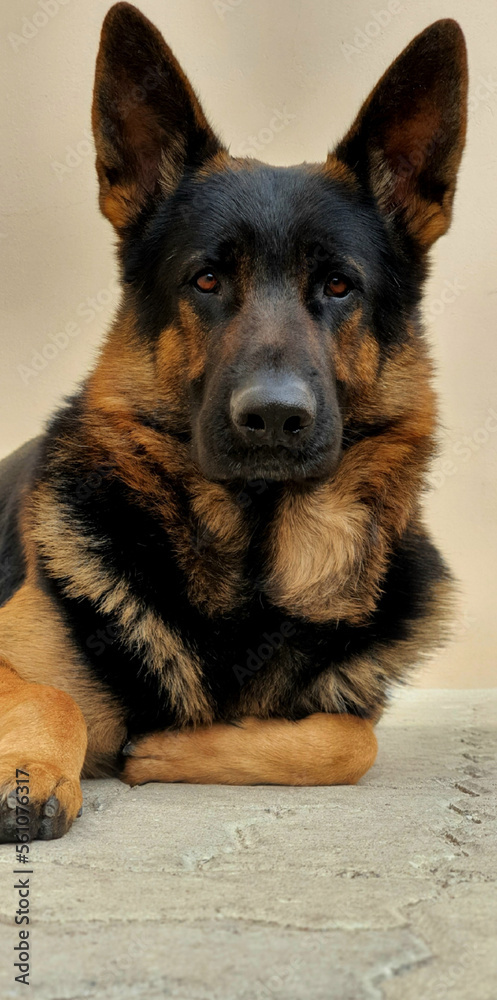 german shepherd showing off his natural beauty, impeccable posture