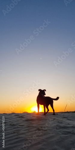 stray dog ​​on the dunes enjoying the sunset on the beach