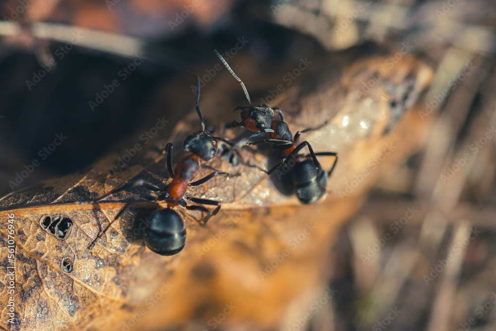 ants in an anthill fromclose up ants in an anthill fromclose up