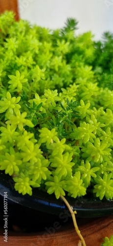 mini succulent with two shades of green, very beautiful
