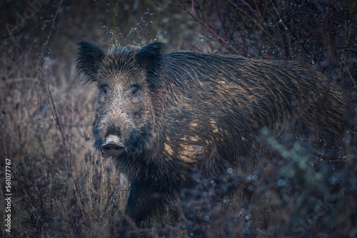 Wild boar, also wild pig, Sus scrofa