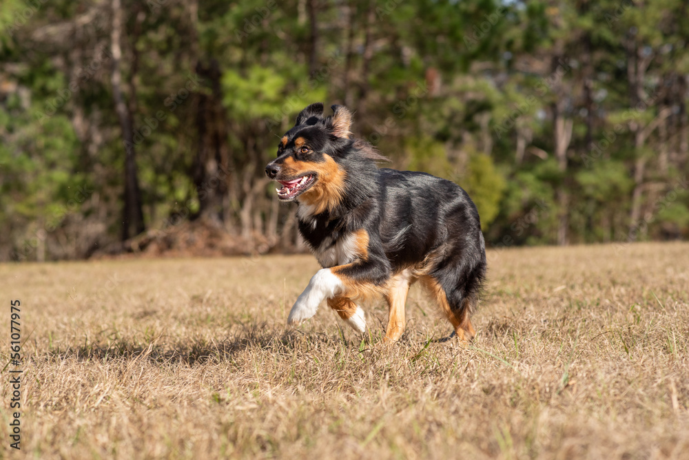 Fototapeta premium Australian Shepherd Tri Color Aussie outside at a park. Dog running outside