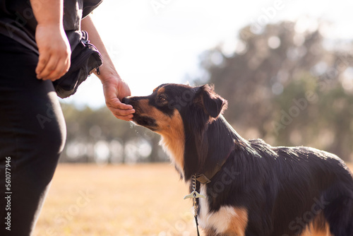 Australian Shepherd Tri Color Aussie outside at a park. Dog training with owner, dog getting treats photo