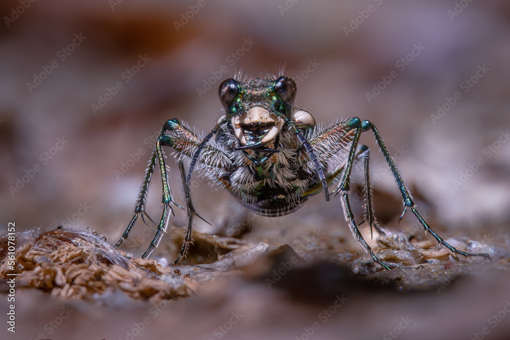 Fototapeta premium Beetle (Cicindela silvicola)