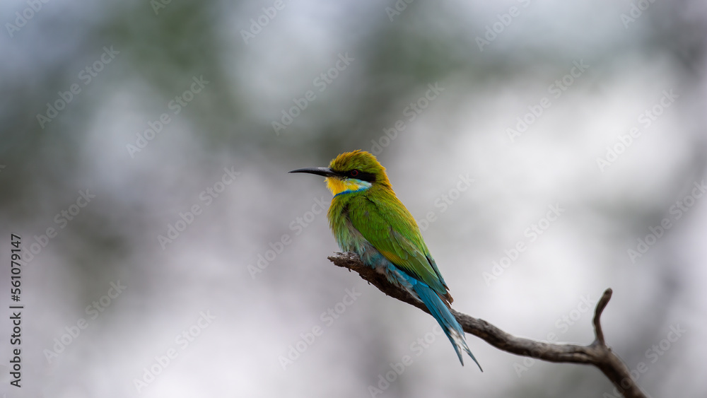 Swallow-tailed Bee-eater (Merops hirundineus) Kgalagadi Transfrontier Park, South Africa