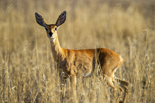 Steenbok ( Raphicerus campestris) Kgalagadi Transfrontier Park, South Africa photo