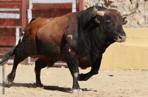 bull in the bullring in spain  © Antonio
