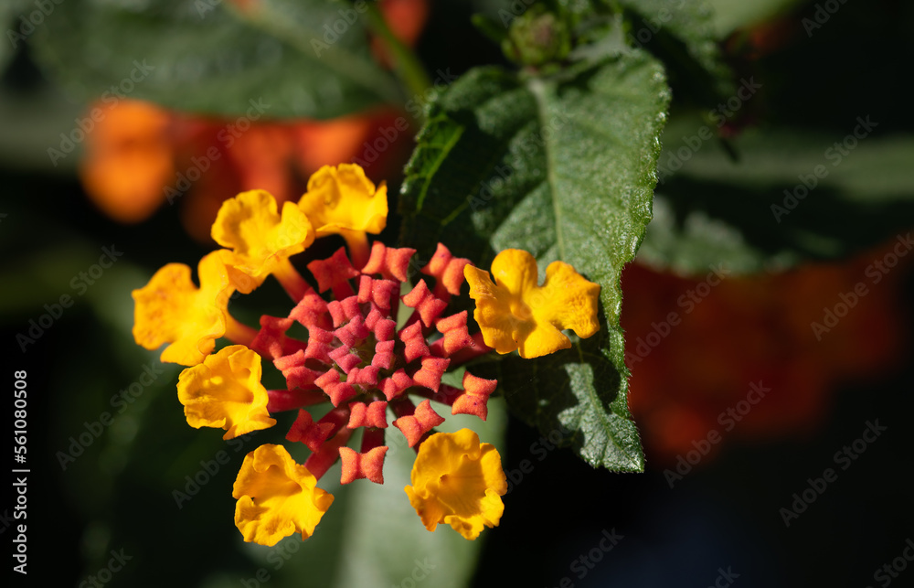 Close up of the flower of a Lantana (Lantana Camara) blooming outdoors in the garden in summer Close up of the flower of a Lantana (Lantana Camara) blooming outdoors in the garden in summer