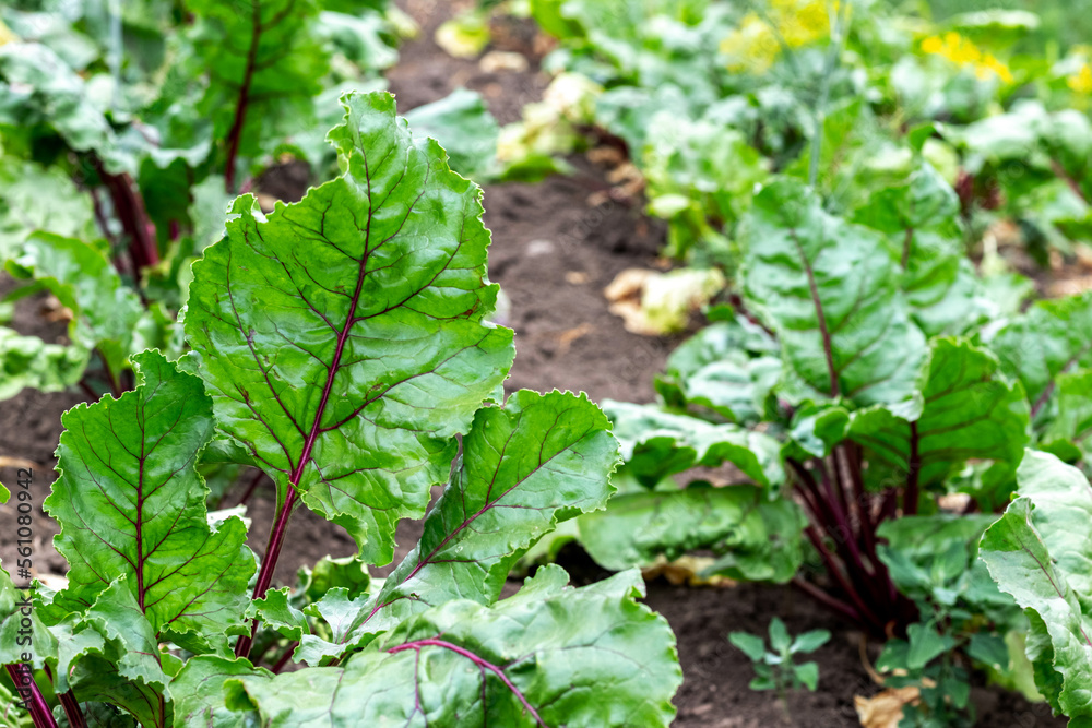 Green leaves of table beet on the bed. Cultivation of table beets Green leaves of table beet on the bed. Cultivation of table beets