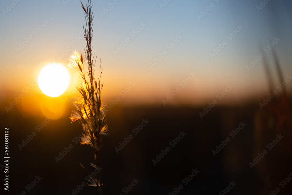 Sunset and common reed - obrazy, fototapety, plakaty 