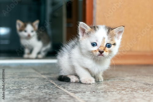 Two funny cute cats are sitting in the room on the floor © Volodymyr