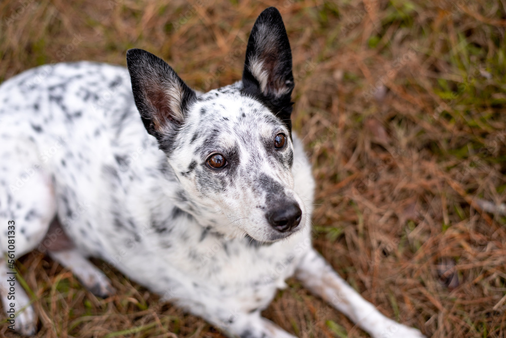 Cattle dog mix outside at a park. 