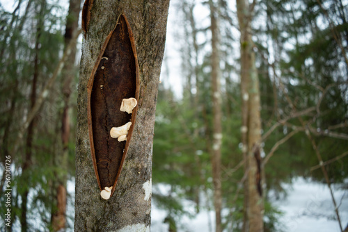 Tiny fungus photo