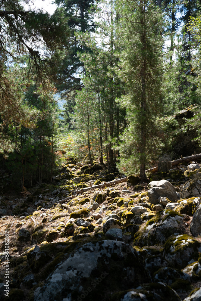 Wald auf Korsika Wald auf Korsika