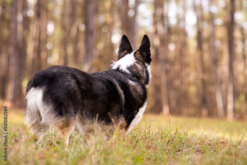 Welsh Corgi Dog a small herding dog at a park. Black and White Corgi looking into distance, shot from behind. Welsh Corgi Dog a small herding dog at a park. Black and White Corgi looking into distance, shot from behind.