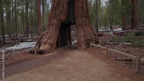 giant sequoia trees in the forest