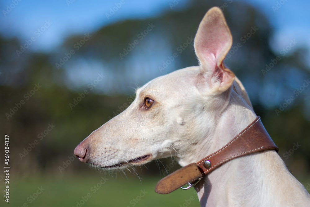 Portrait of adorable greyhound in nature