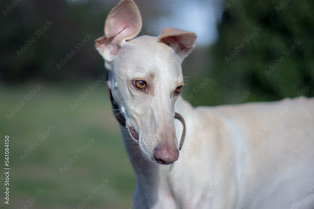 Portrait of adorable greyhound in nature