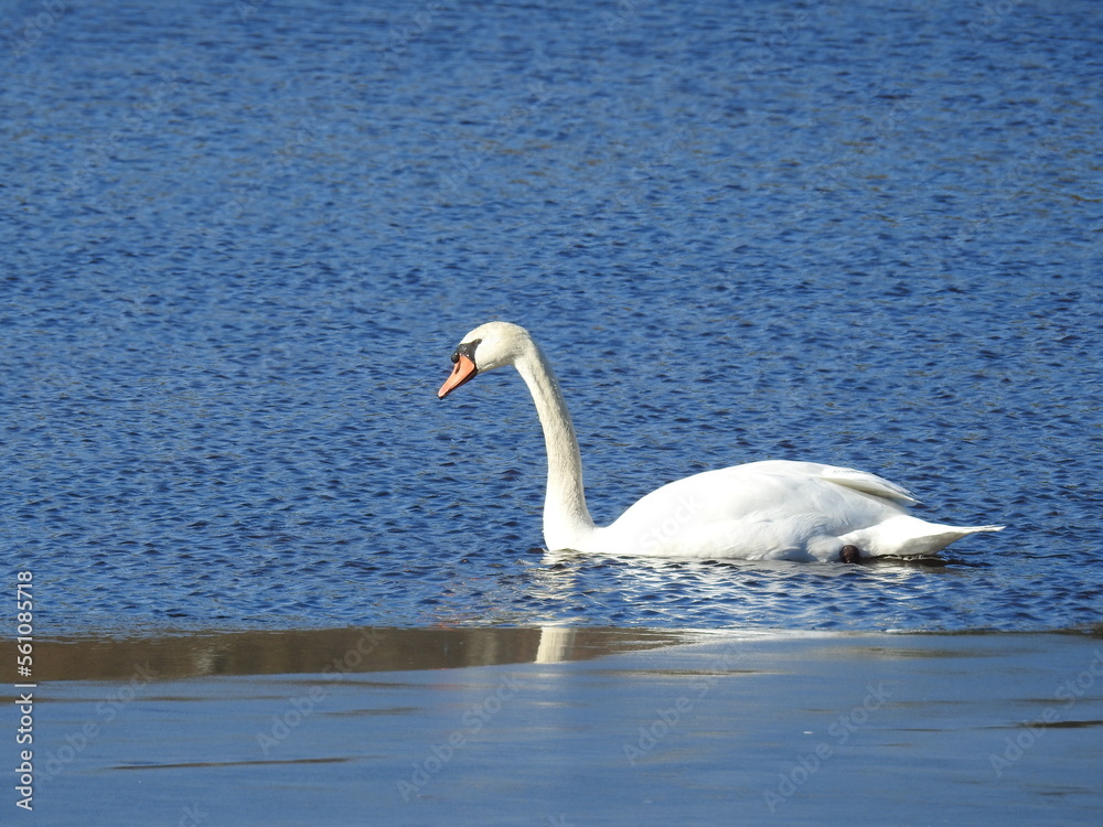 Fototapeta premium A beautiful mute swan swimming in the waters of the Edwin B. Forsythe National Wildlife Refuge, during the winter season, Galloway, New Jersey.