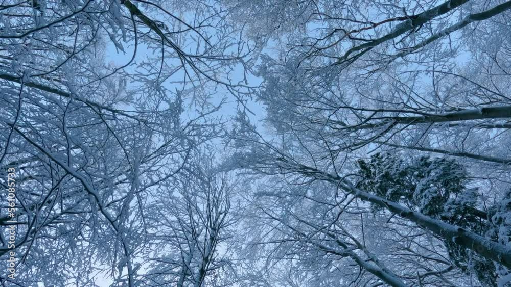 Looking up on magic Frozen forest with snowy trees crowns in cold winter nature backgrounds Looking up on magic Frozen forest with snowy trees crowns in cold winter nature backgrounds