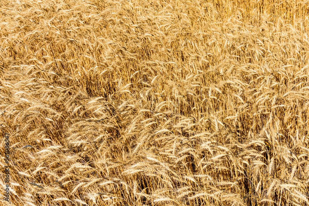 Backdrop of ripe wheat. Agricultural concept Backdrop of ripe wheat. Agricultural concept