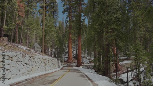 giant sequoia trees in the forest