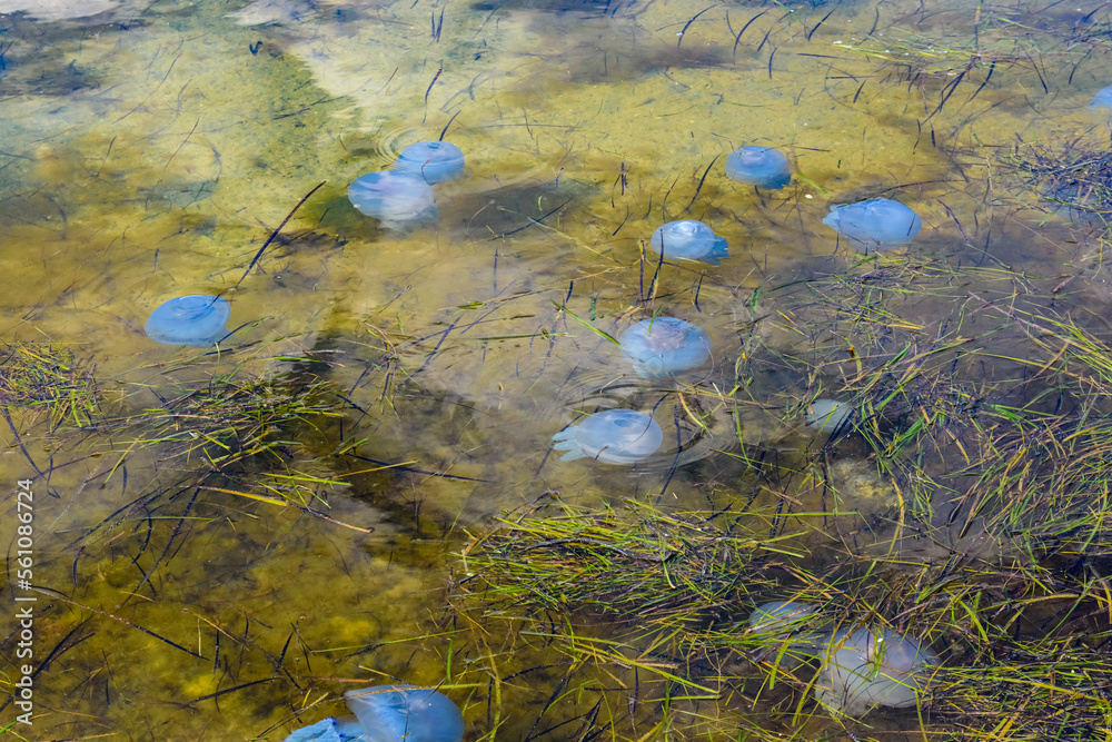Translucent medusa. Jellyfishes (Rhizostomeae) floating in the water Translucent medusa. Jellyfishes (Rhizostomeae) floating in the water