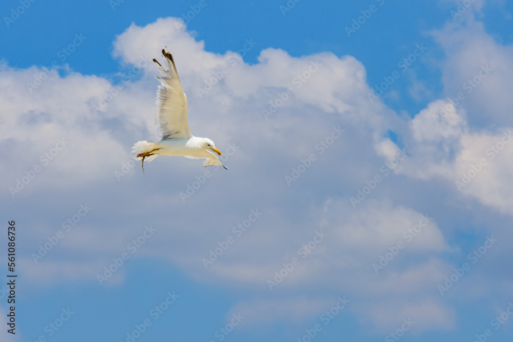 Obraz premium White sea gull fly above the sea