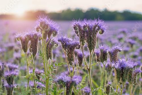Agricultural field of Lacy phacelia known as blue tansy  Phacelia tanacetifolia . Bee plant or green manure .