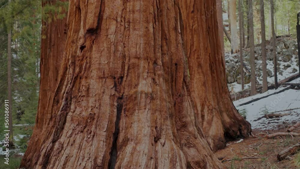 giant sequoia trees in the forest