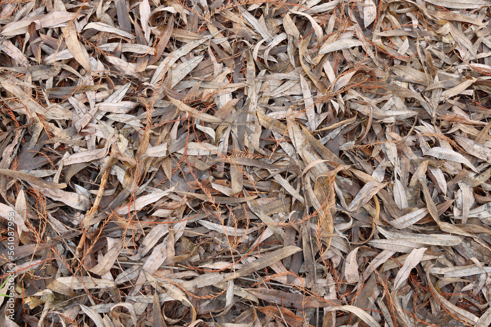 nature texture background floor land field grass stone leaves nature texture background floor land field grass stone leaves