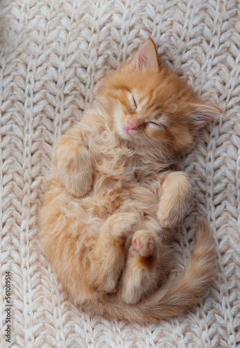 Cute tabby kitten sleep on white soft blanket. Cats rest napping on bed. Comfortable pets sleep at cozy home. Long web banner.