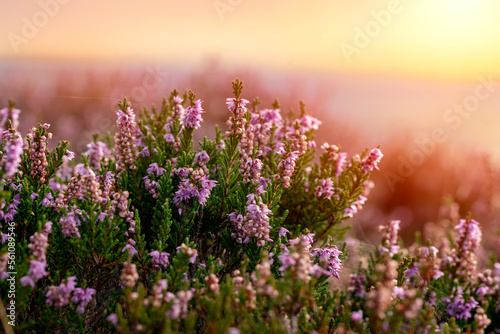 closeup of a flowering heather plant in Yorkshire landscape at sunset