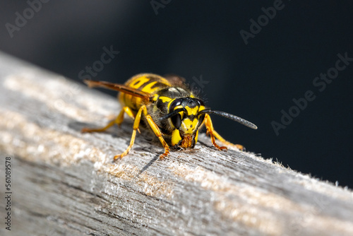 Wespe auf Holzstuhl