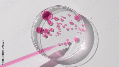 Top view big close-up of long chemical dropper drains pink oil into petri dish with water creating pink bubbles on grey background | Abstract skincare cosmetics with rosehip oil formulating concept