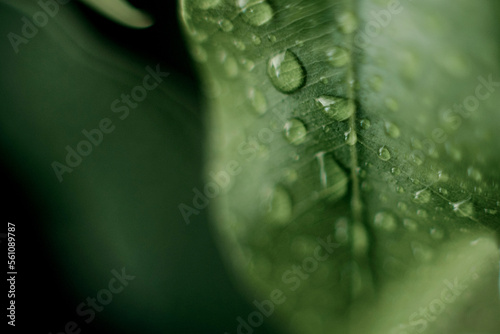 close up green palm leaf texture, leaf of Bottle Plam tree ornamental plants in the garden