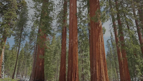 giant sequoia trees in the forest
