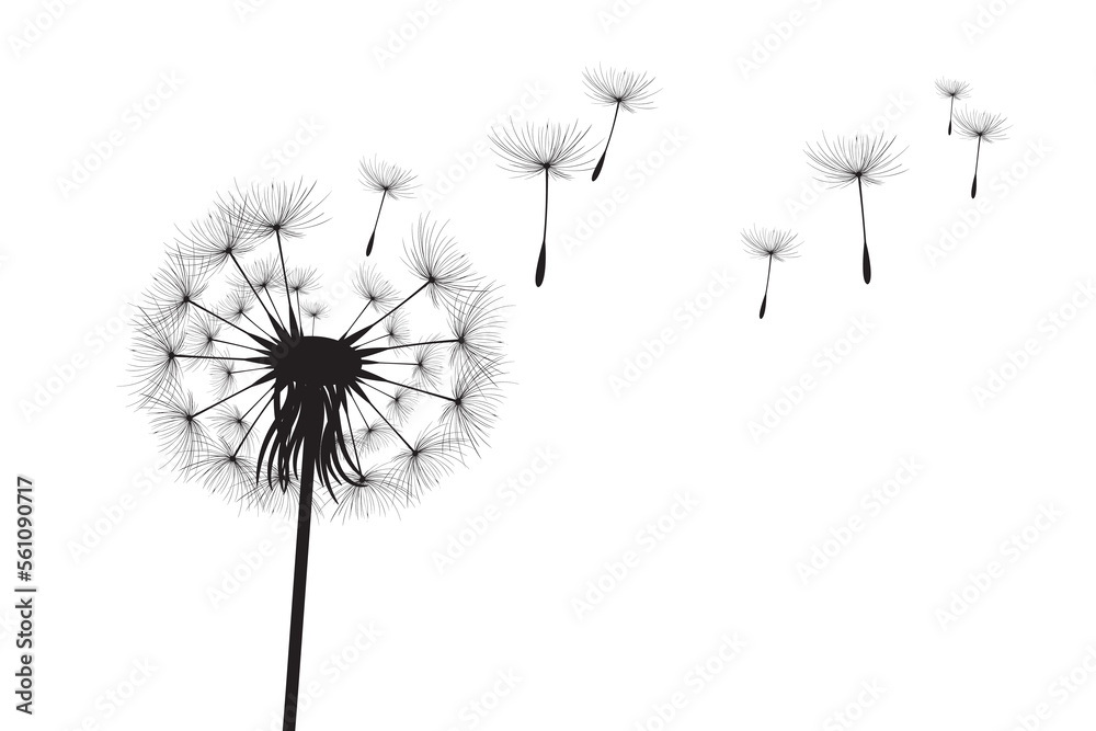 Vector illustration dandelion time. Black Dandelion seeds blowing in the wind. The wind inflates a dandelion isolated on white background.
