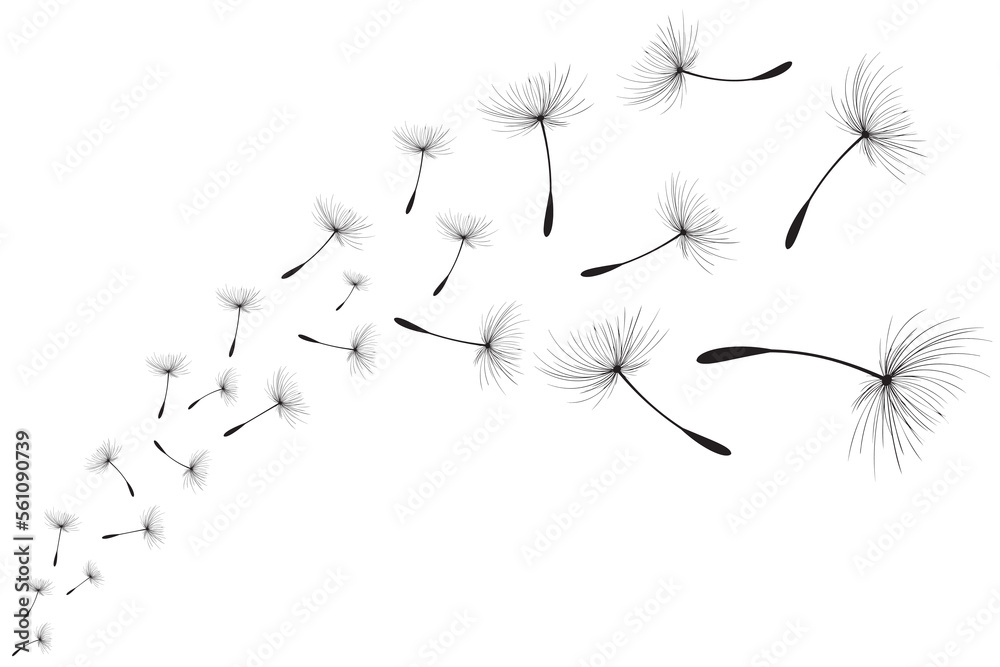 Fototapeta premium Vector illustration dandelion time. Black Dandelion seeds blowing in the wind. The wind inflates a dandelion isolated on white background.