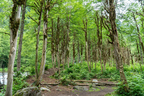 Fototapeta Naklejka Na Ścianę i Meble -  Boxwood forest. A tourist route through the protected rainforest of rize, turkey.  Moss-covered trees